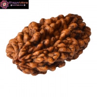 RUDRAKSHA